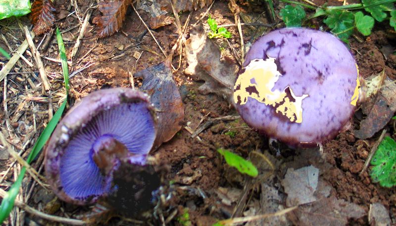 Cortinarius sodagnitus var. parasuaveolens